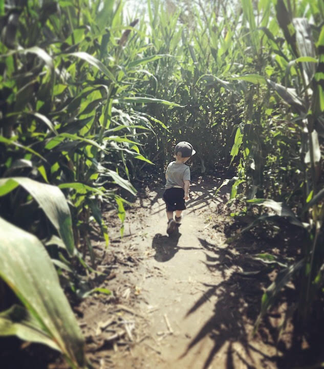 ev corn maze